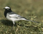 2019 Evolutionary, Ecological, and Conservation Genomics (EECG) Research Awards